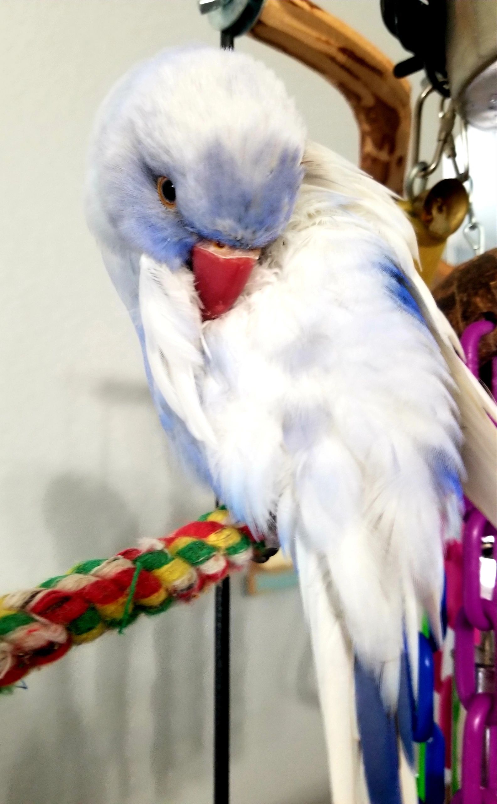 mysafe parrot